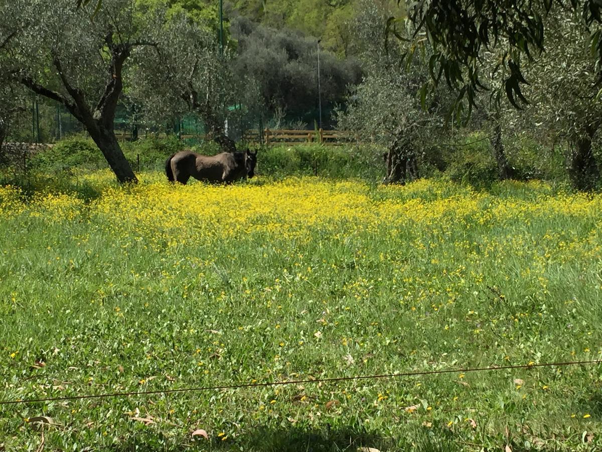 Agriturismo Ada Musso Ss Diano Borello Buitenkant foto