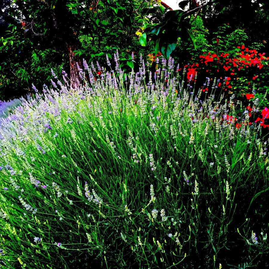 Agriturismo Ada Musso Ss Diano Borello Buitenkant foto